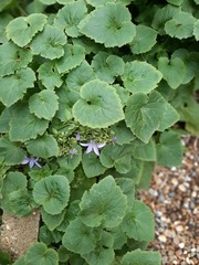 Campanula poscharskyana