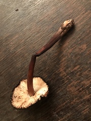 Leucoagaricus croceovelutinus