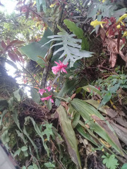 Hylocereeae