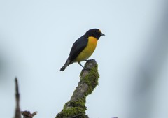 Euphonia minuta