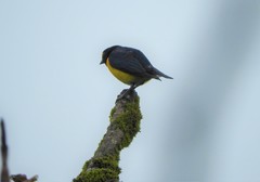 Euphonia minuta