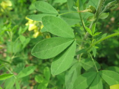 Thermopsis chinensis