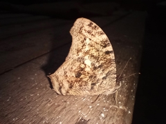 Melanitis leda
