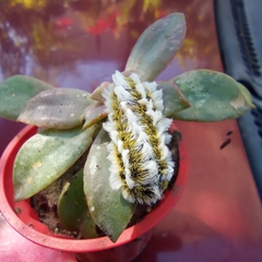 Megalopyge defoliata