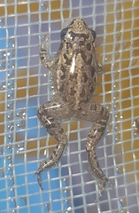 Adenomera hylaedactyla