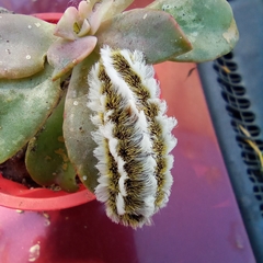 Megalopyge defoliata