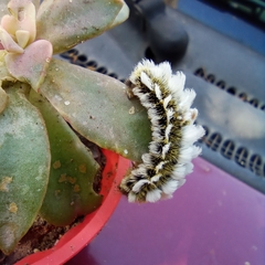 Megalopyge defoliata