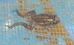 Adenomera hylaedactyla