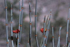 Ephedra intermedia