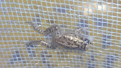 Adenomera hylaedactyla