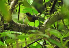 Mitrospingus cassinii