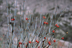 Ephedra intermedia