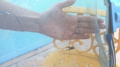 Adenomera hylaedactyla