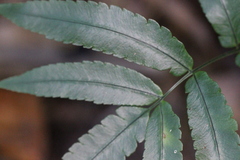 Dryopteris podophylla