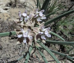 Asclepias cucullata cucullata