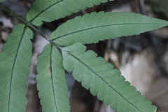 Dryopteris podophylla