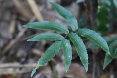 Dryopteris podophylla