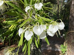 Brassavola