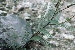 Astragalus hoffmeisteri