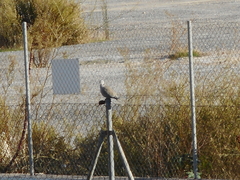 Streptopelia decaocto