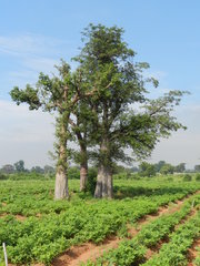 Adansonia digitata