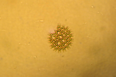 Hydrodictyaceae