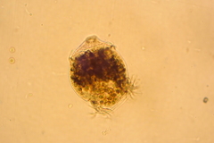 Campanella
