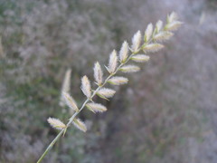 Agropyron dasyanthum