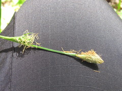Carex michelii