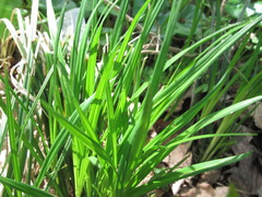 Carex michelii