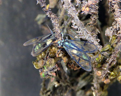 Syntrichura virens