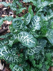 Arum italicum italicum