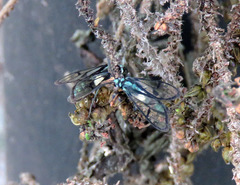 Syntrichura virens