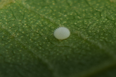 Mahathala ameria