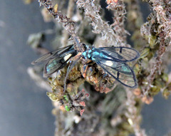 Syntrichura virens