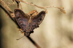 Chiomara mithrax