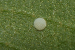 Mahathala ameria