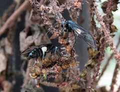 Syntrichura virens