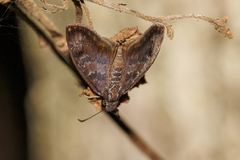 Chiomara mithrax