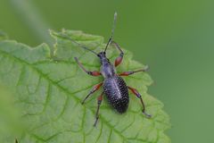 Otiorhynchus coecus