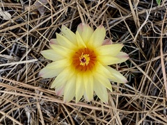 Parodia mammulosa