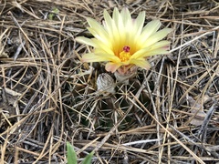 Parodia mammulosa