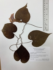 Ipomoea silvicola