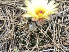 Parodia mammulosa