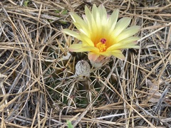Parodia mammulosa