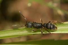 Pseudoneoponera bispinosa