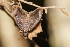 Chiomara mithrax