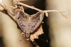 Chiomara mithrax
