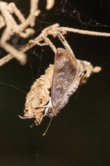 Chiomara mithrax