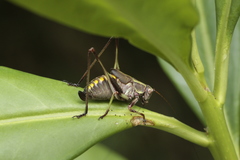 Enthephippion olivaceum